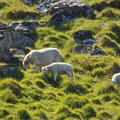 IMG24373 ovce na svazich Mulstotinden
